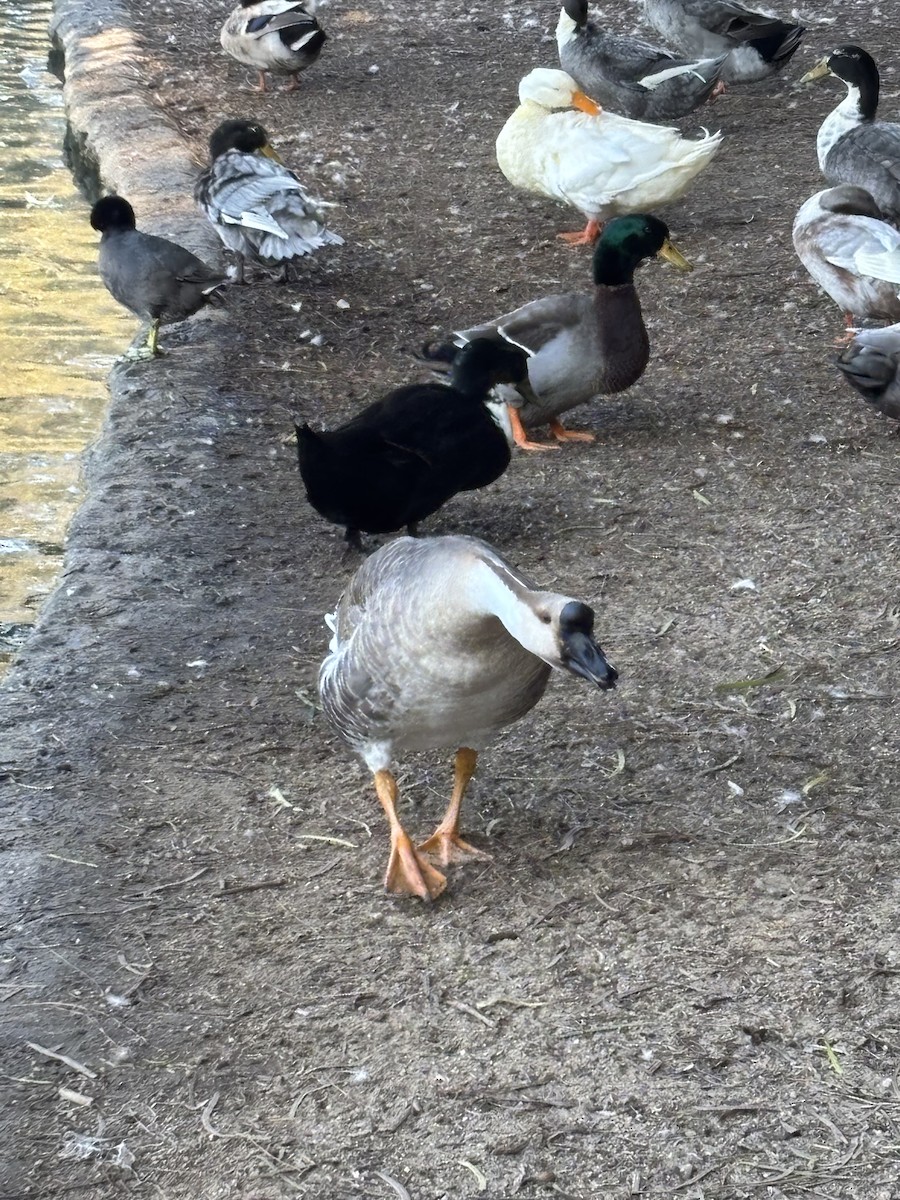 Гуска китайська (свійська) - ML645166657