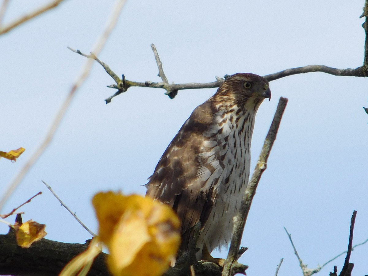 Cooper's Hawk - ML645166683