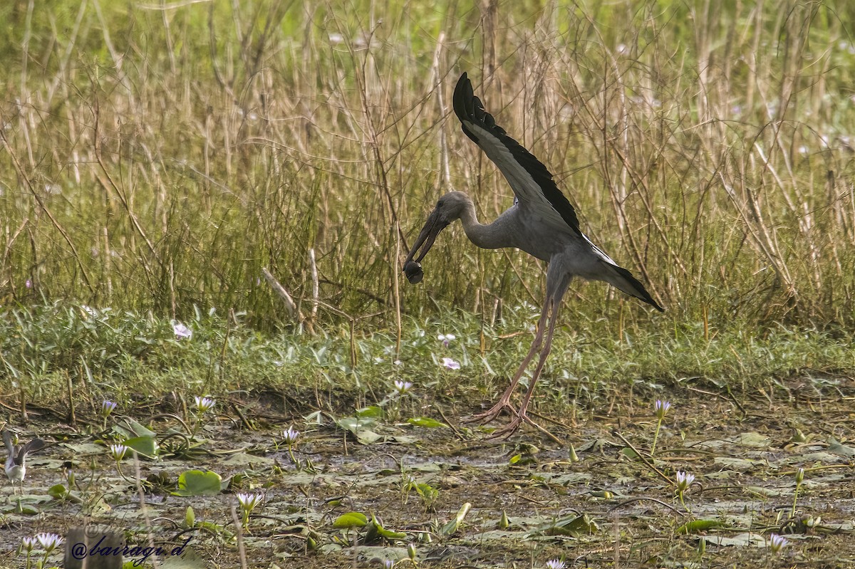 Silberklaffschnabel - ML645166685