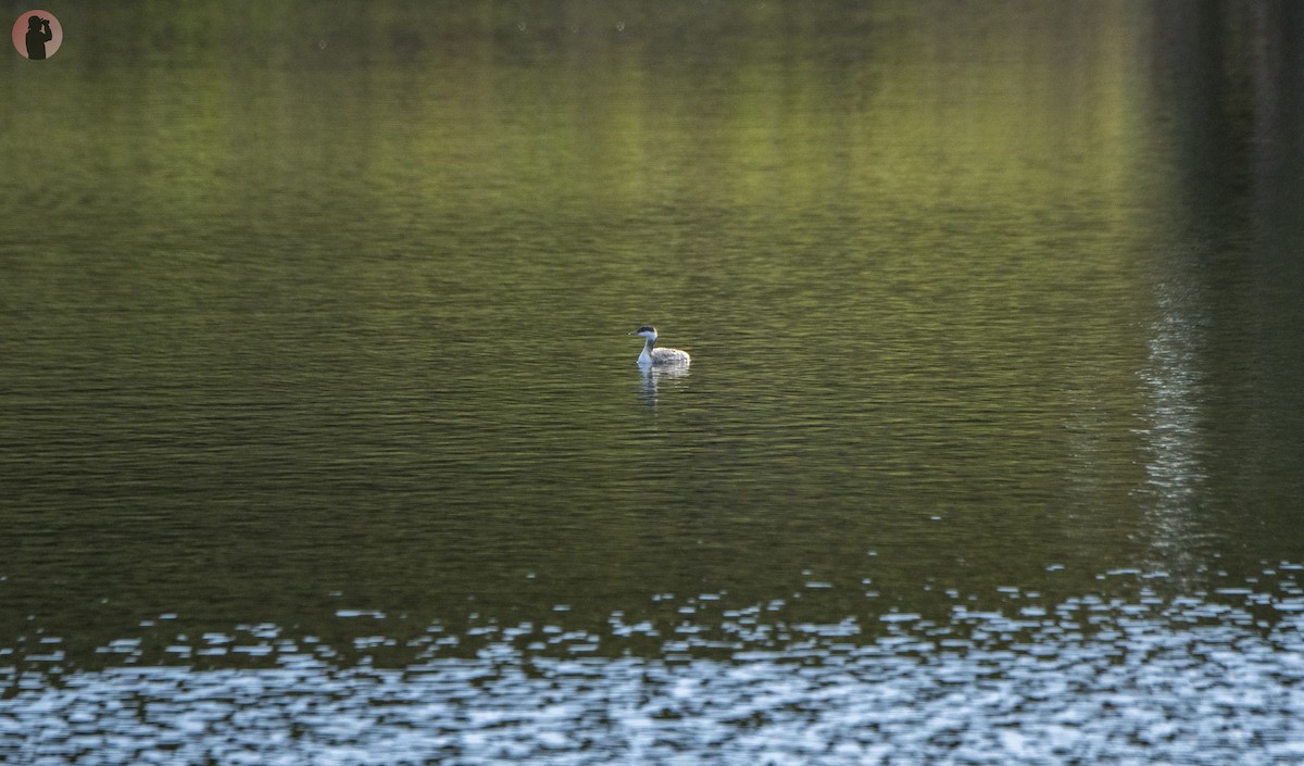 Horned Grebe - ML645166696
