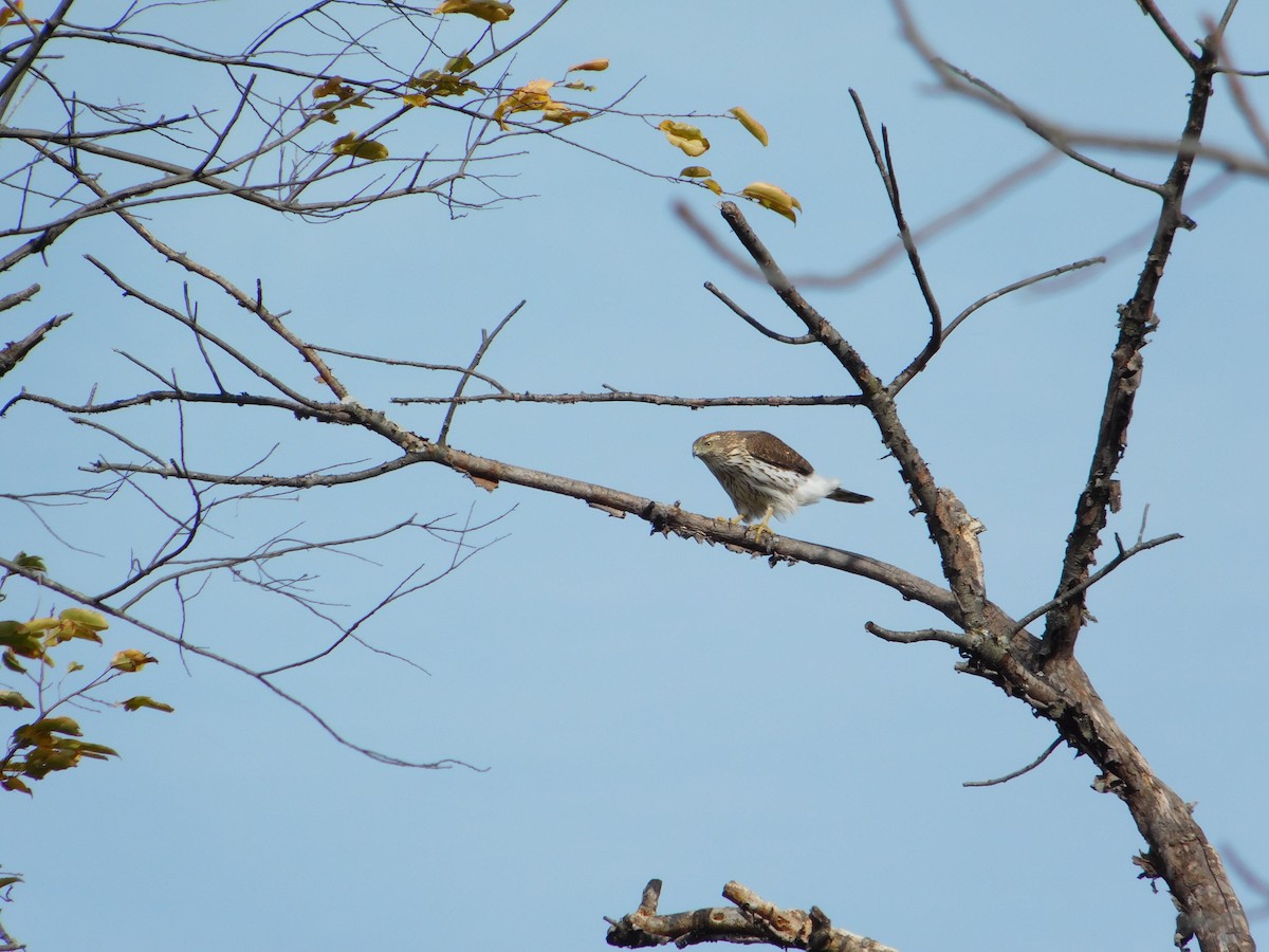 Cooper's Hawk - ML645166699