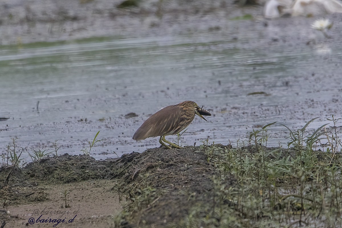 Индийская прудовая цапля - ML645166722