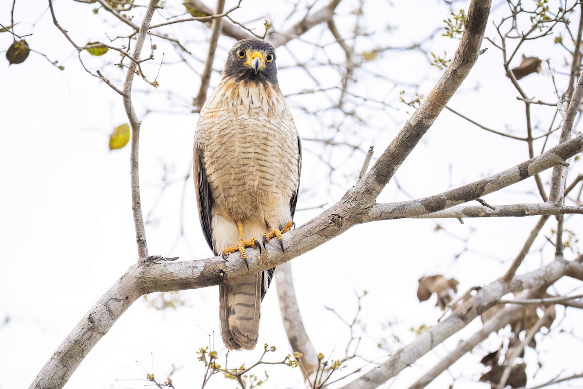 Yol Şahini - ML645166724