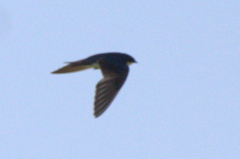 Tree Swallow - ML645166729