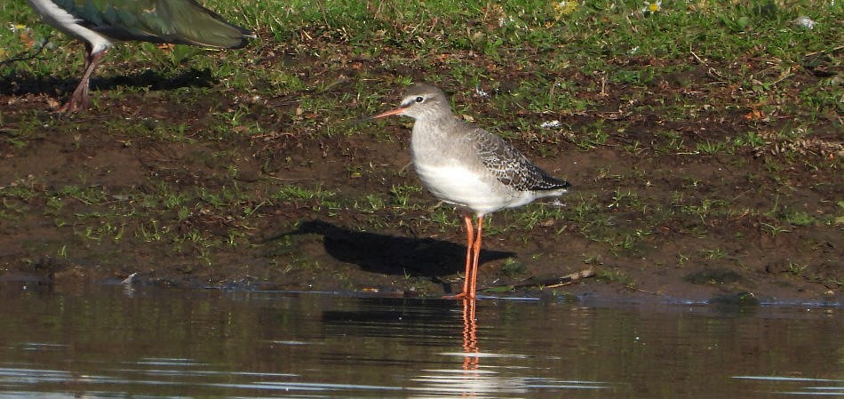 Spotted Redshank - ML645166777