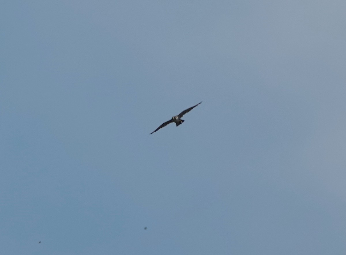 Peregrine Falcon - ML645166785