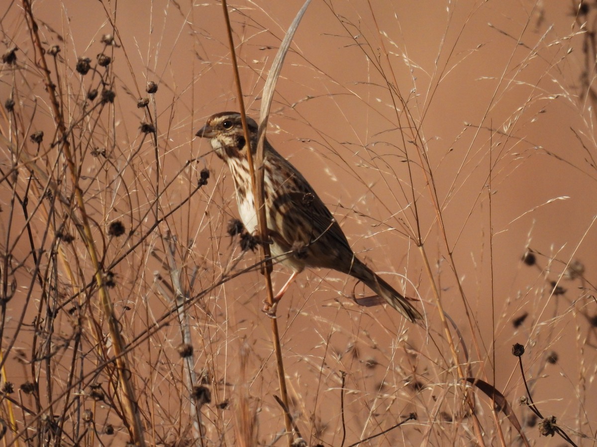 Singammer - ML645166792