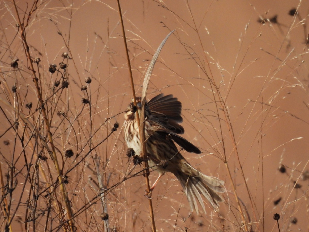 Singammer - ML645166793