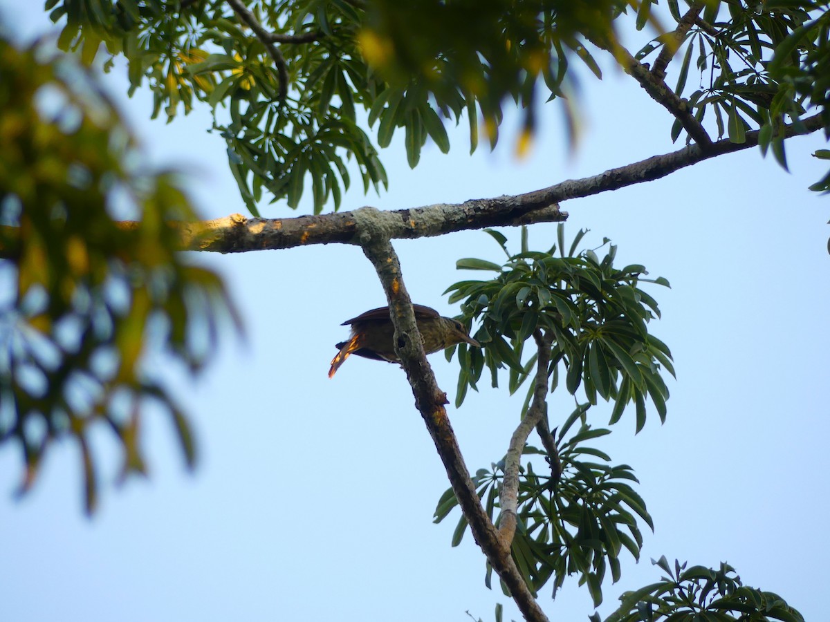 Hakenschnabel-Blattspäher - ML645166795