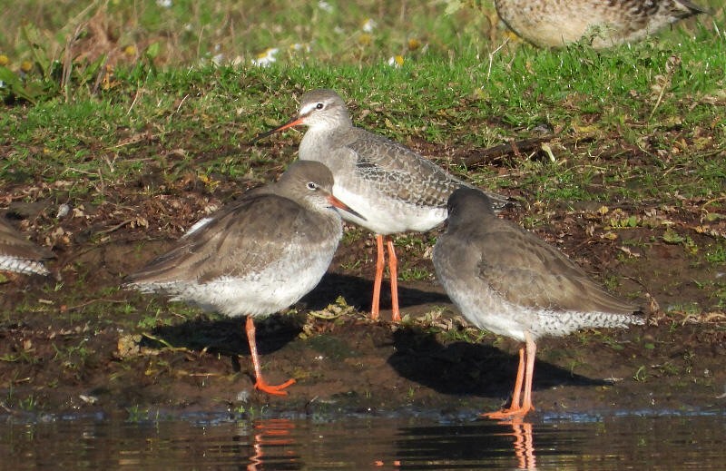 Spotted Redshank - ML645166799