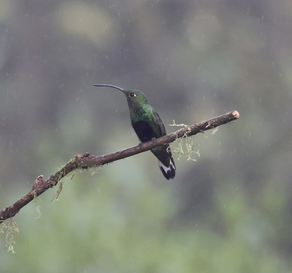 Samtbauchkolibri - ML645166801