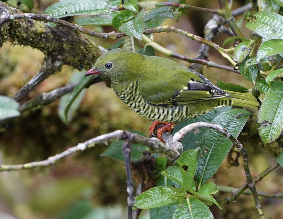 Bindenkotinga - ML645166805