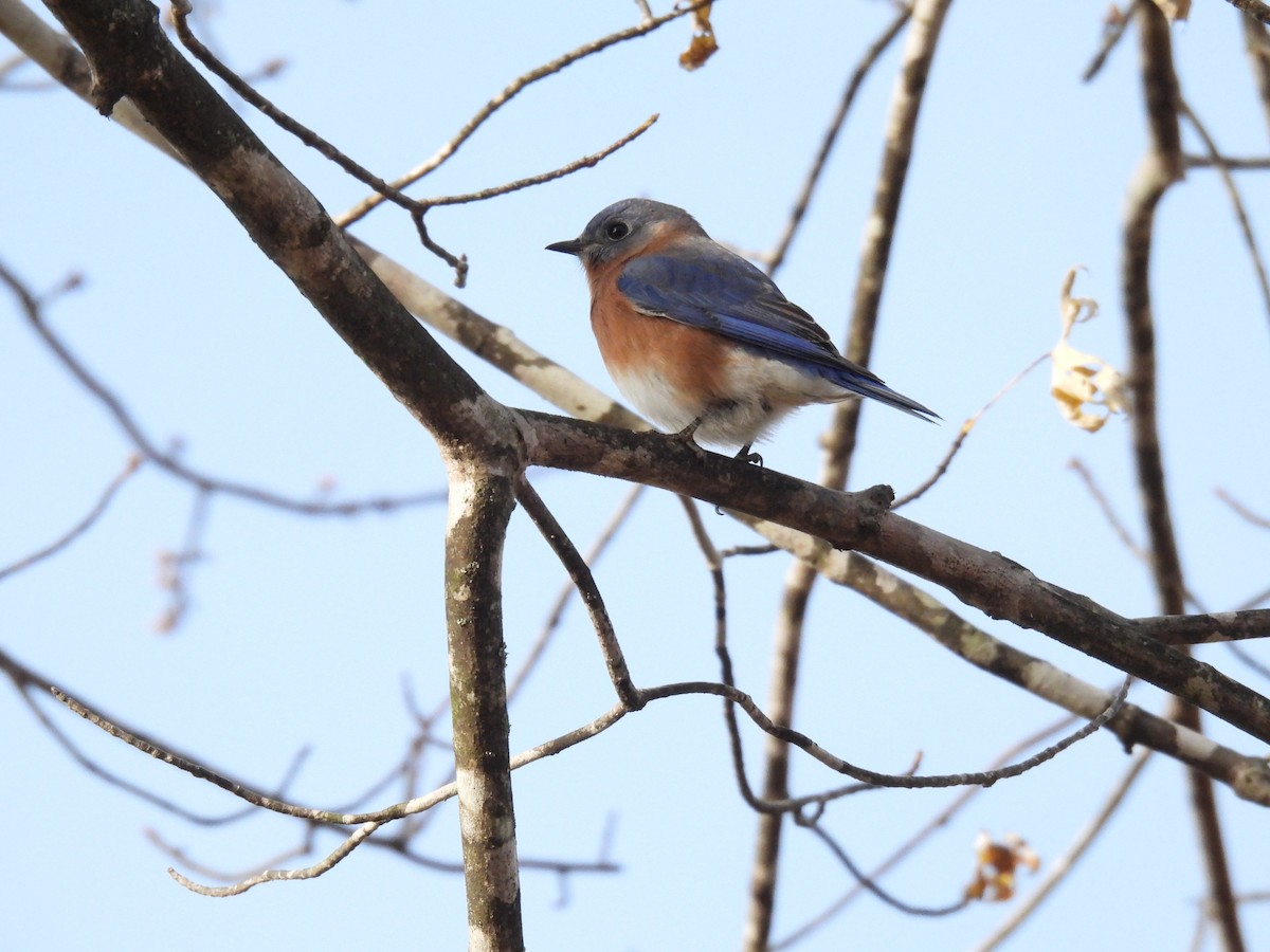 Rotkehl-Hüttensänger - ML645166807