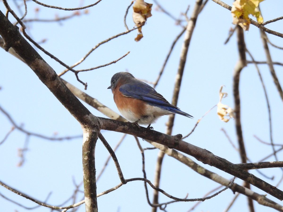 Rotkehl-Hüttensänger - ML645166808