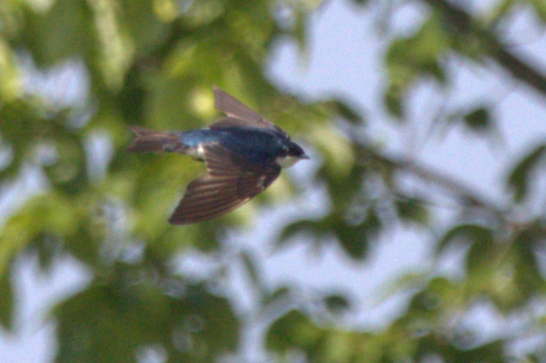 Sumpfschwalbe - ML645166809