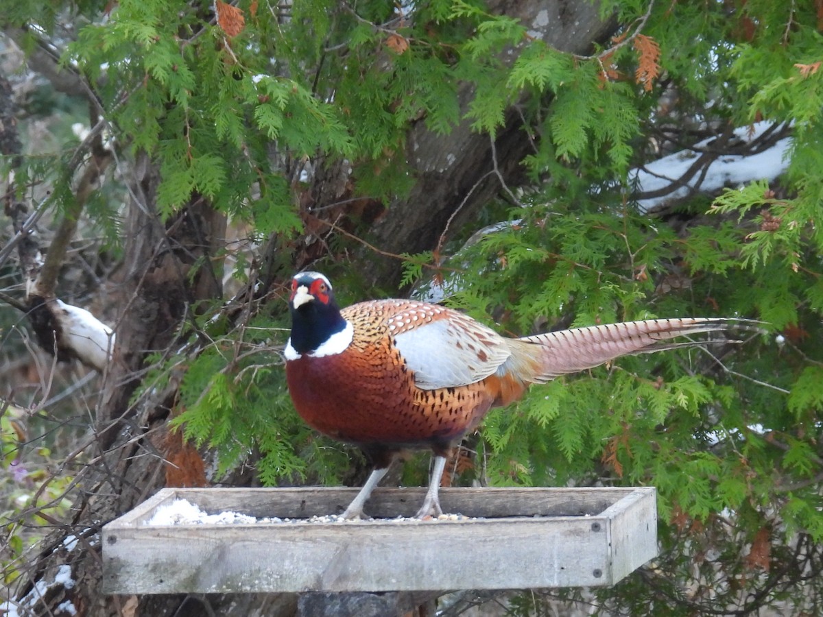 Jagdfasan - ML645166810