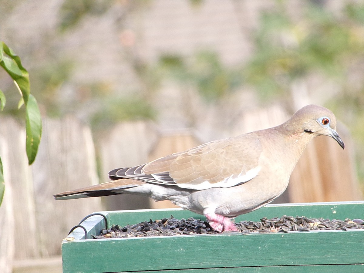 Weißflügeltaube - ML645166811