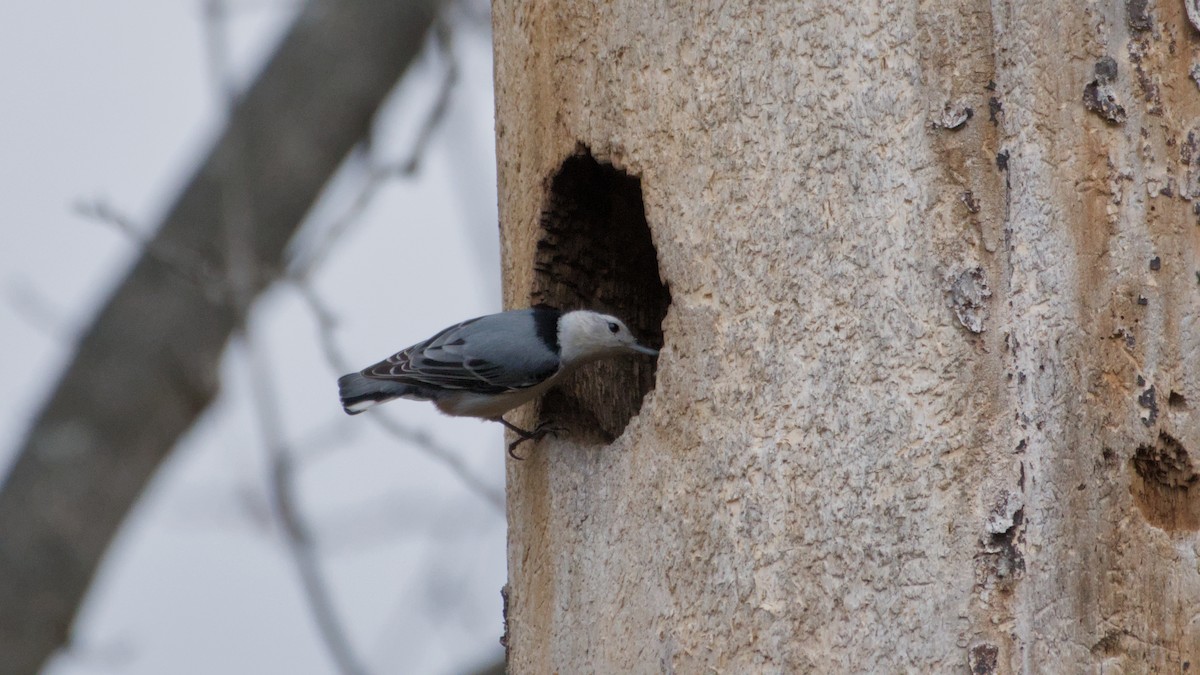 Weißbrustkleiber - ML645166813