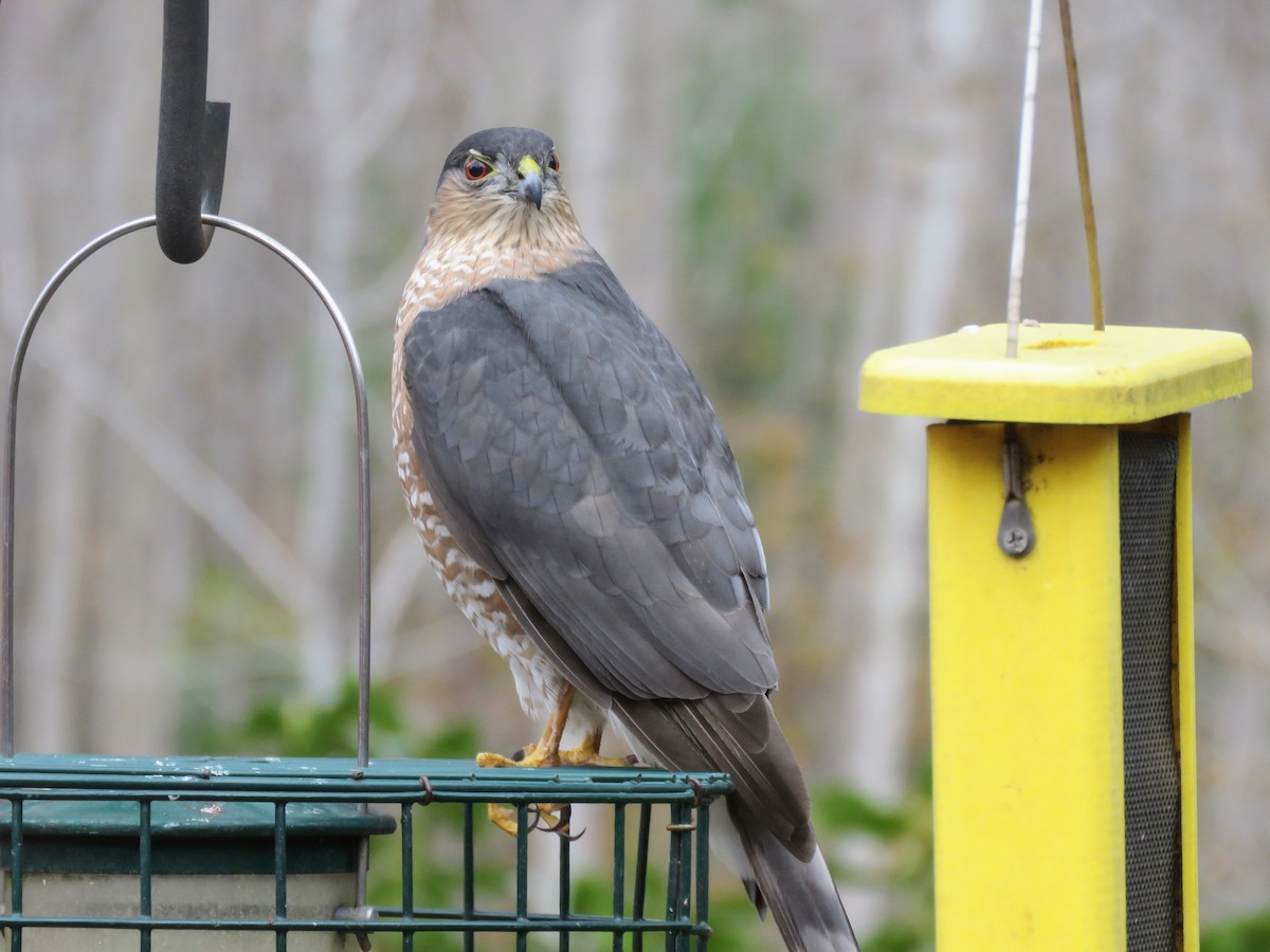 Eckschwanzsperber - ML645166814