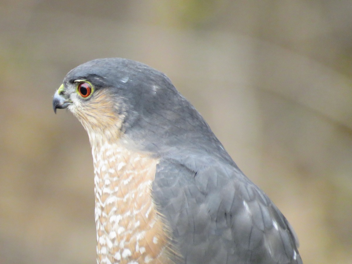 Eckschwanzsperber - ML645166815