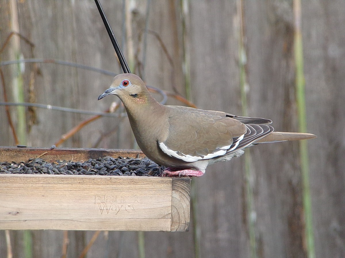 Weißflügeltaube - ML645166816