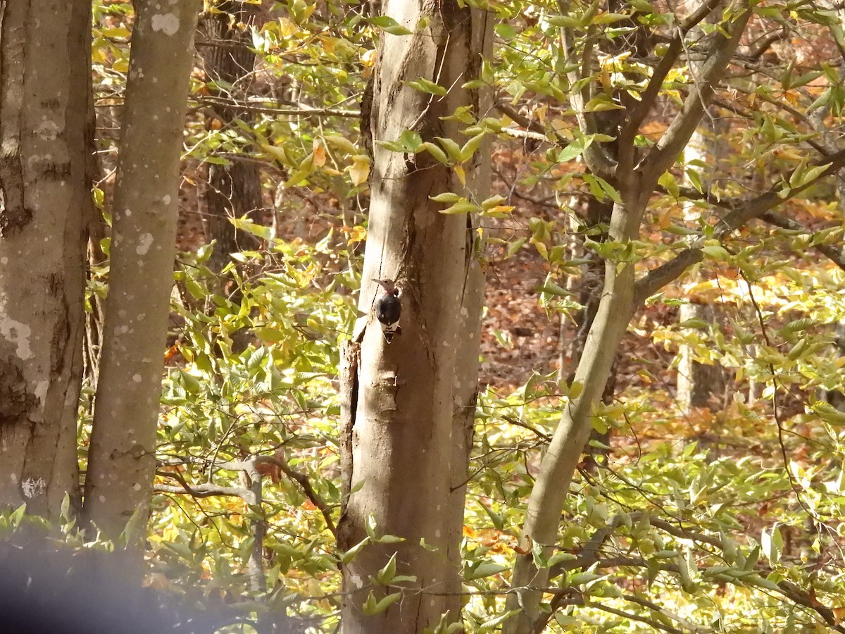 Rotkopfspecht - ML645166817