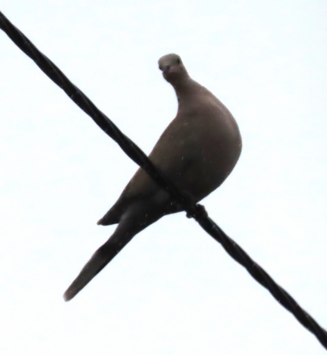 Türkentaube - ML645166818