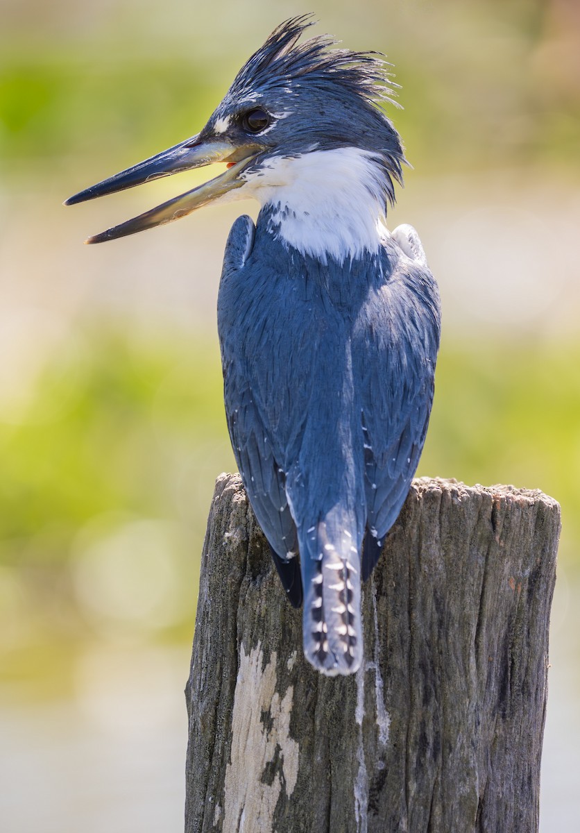 Rotbrustfischer - ML645166819