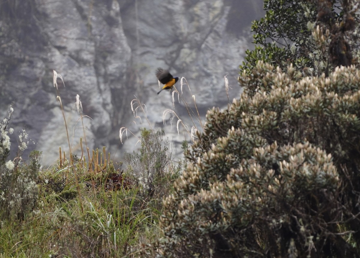 Goldrücken-Bergtangare - ML645166820