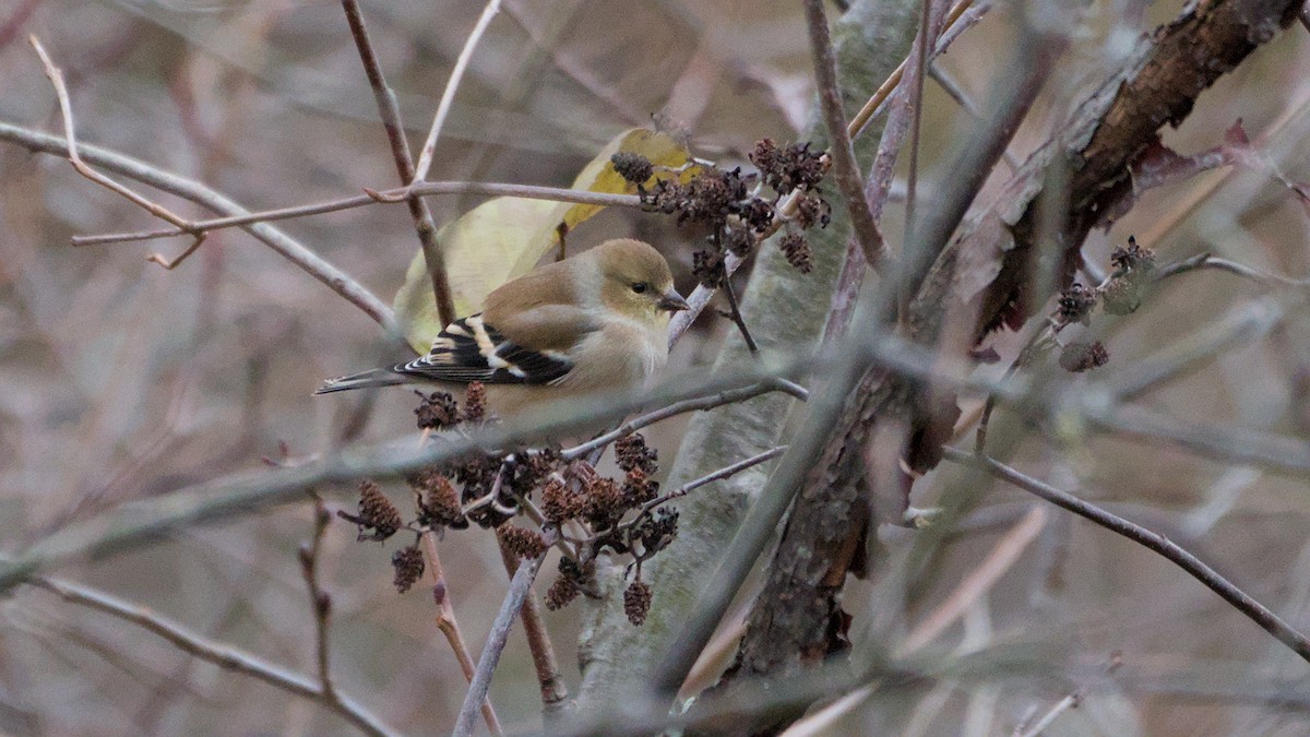 Goldzeisig - ML645166821