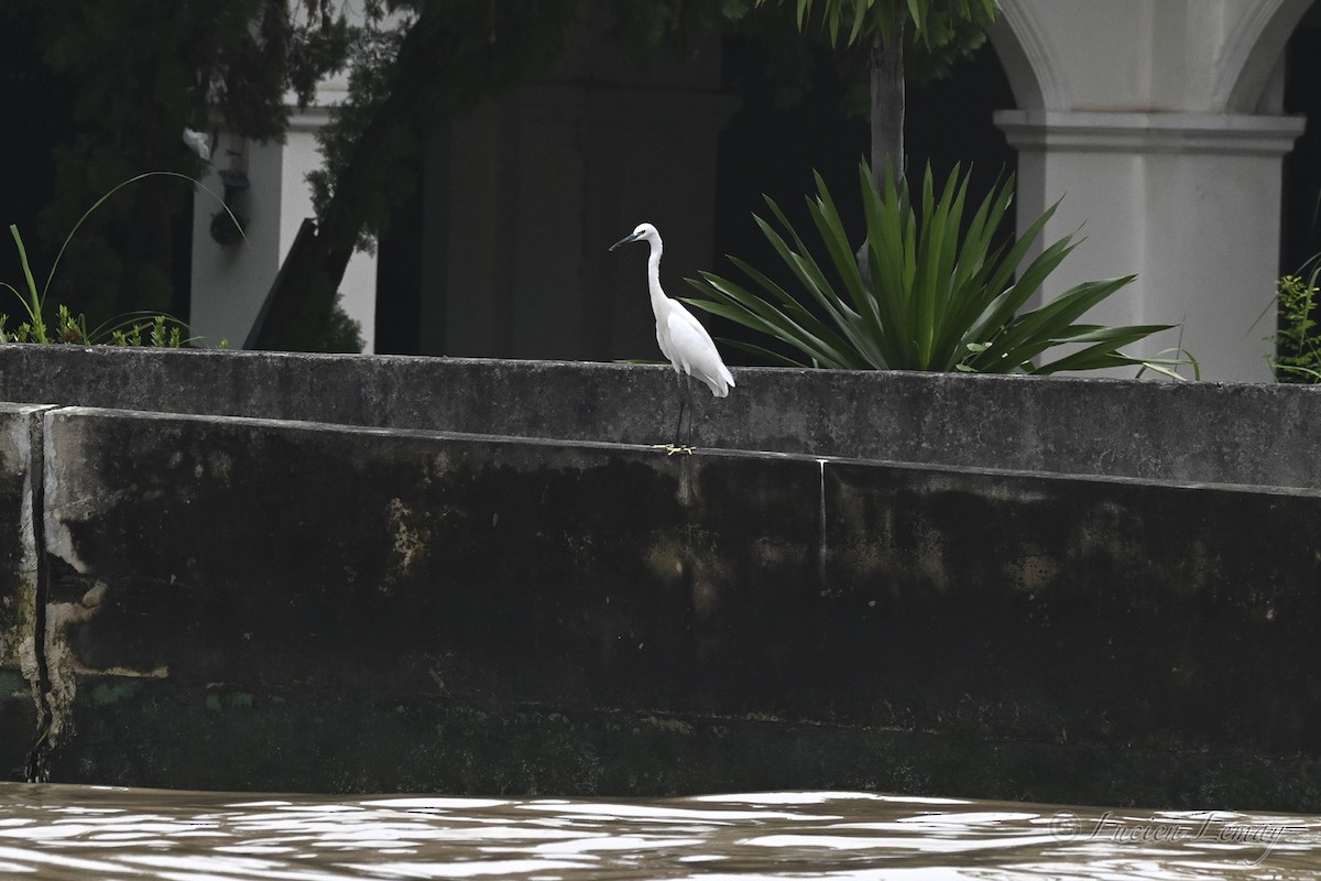 Seidenreiher - ML645166822