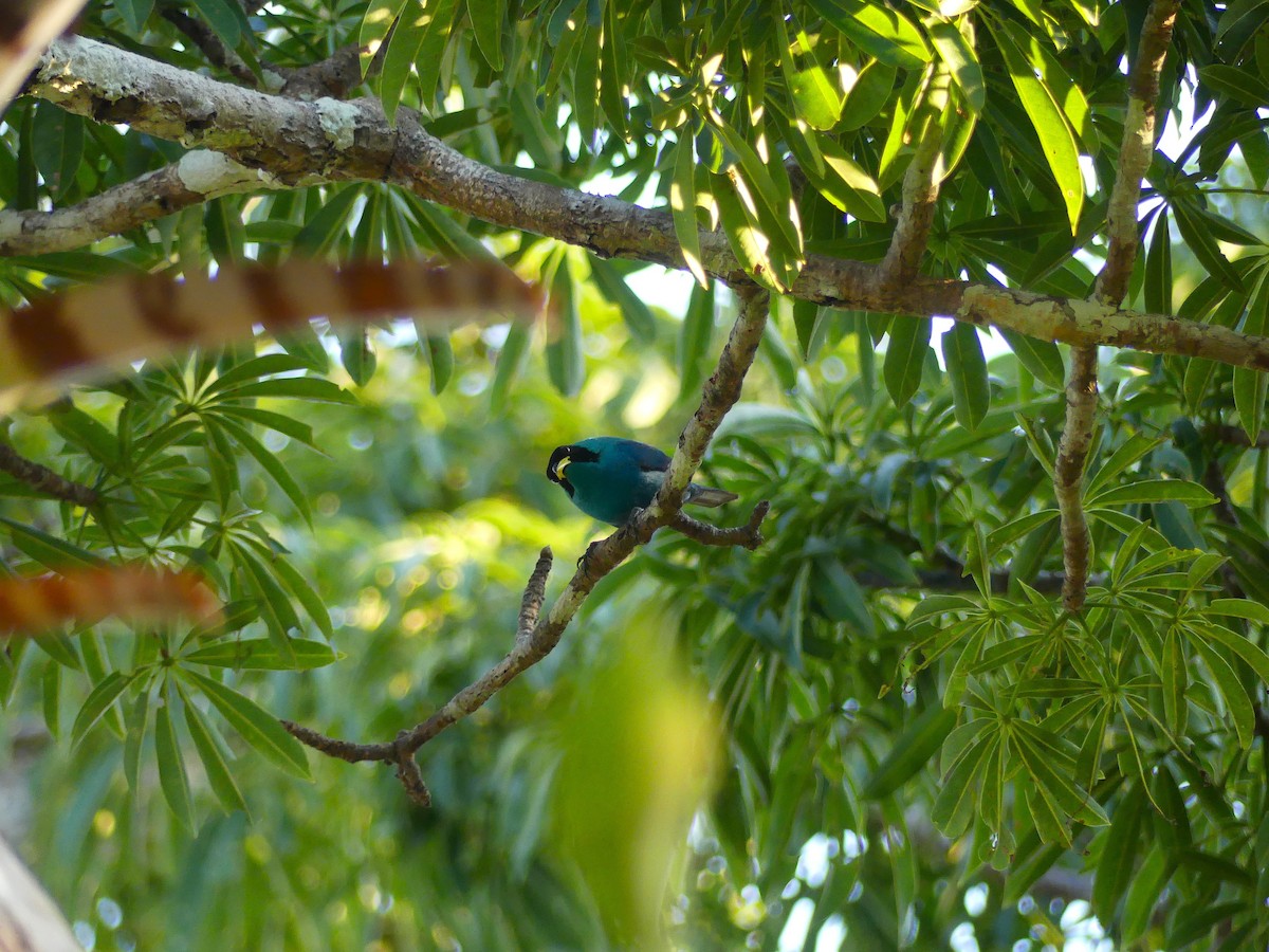 Kappennaschvogel - ML645166823