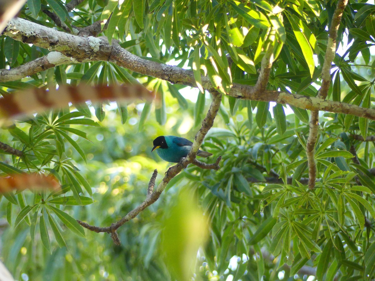 Kappennaschvogel - ML645166824