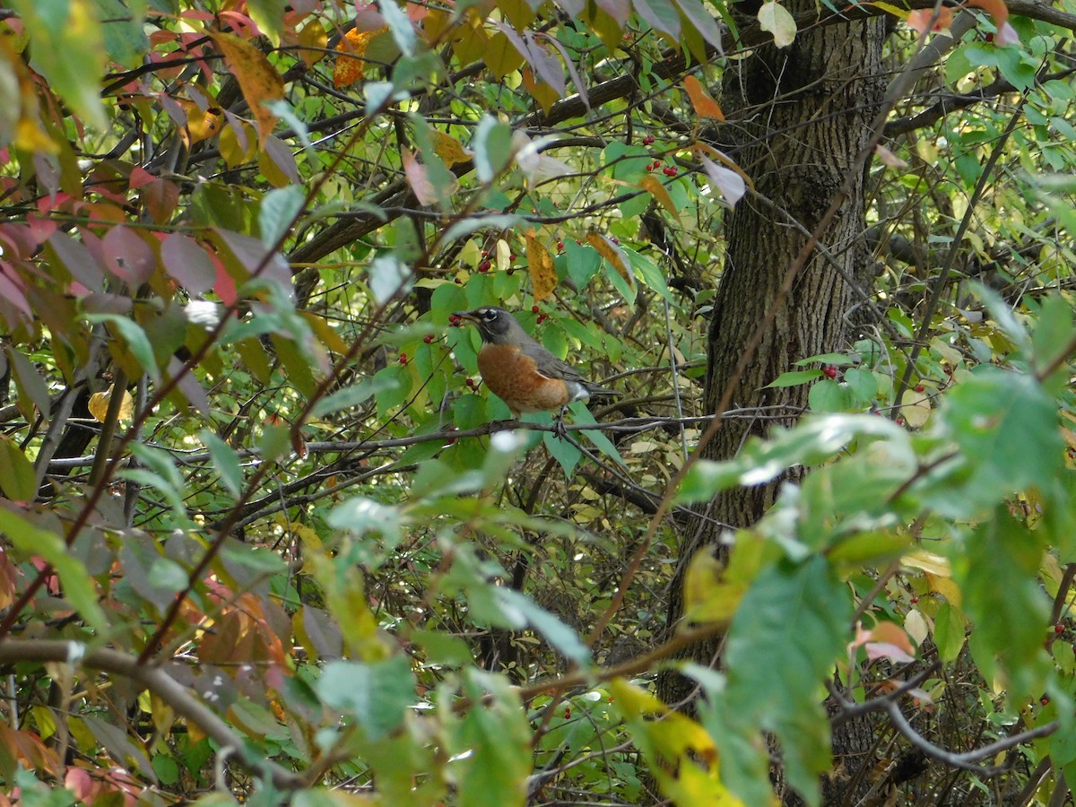 Wanderdrossel - ML645166825