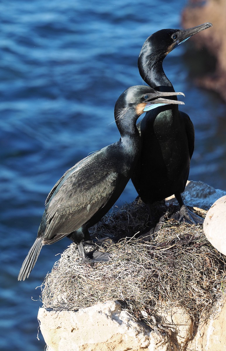 Pinselscharbe - ML645166826