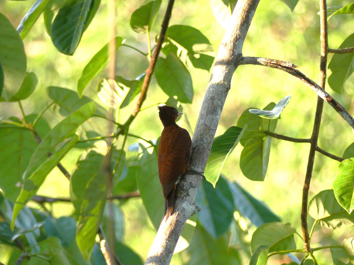 Olivbürzelspecht - ML645166827