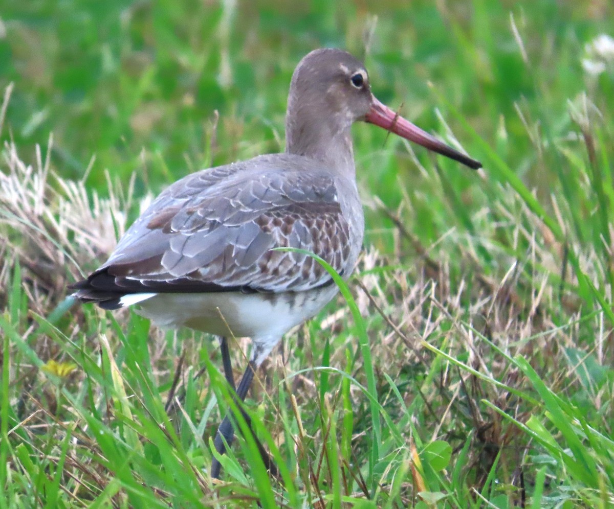 Uferschnepfe - ML645166833