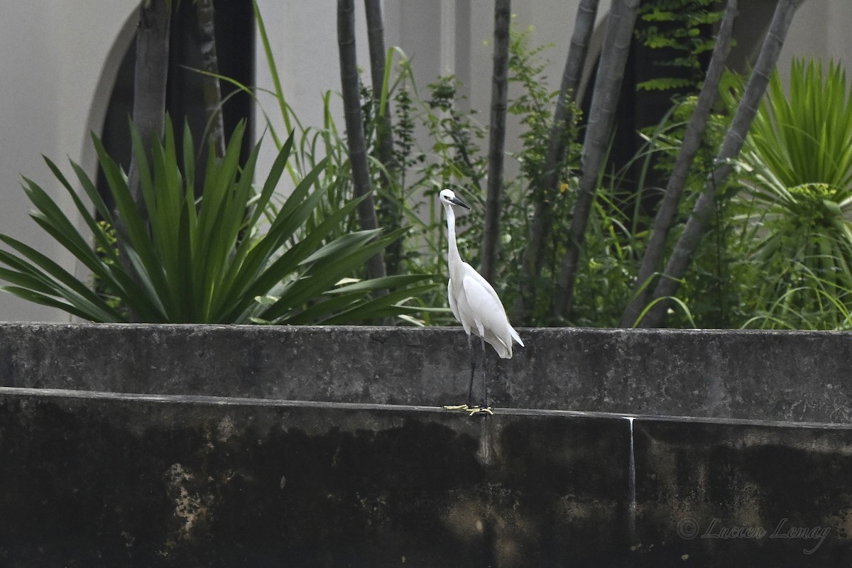 Seidenreiher - ML645166834