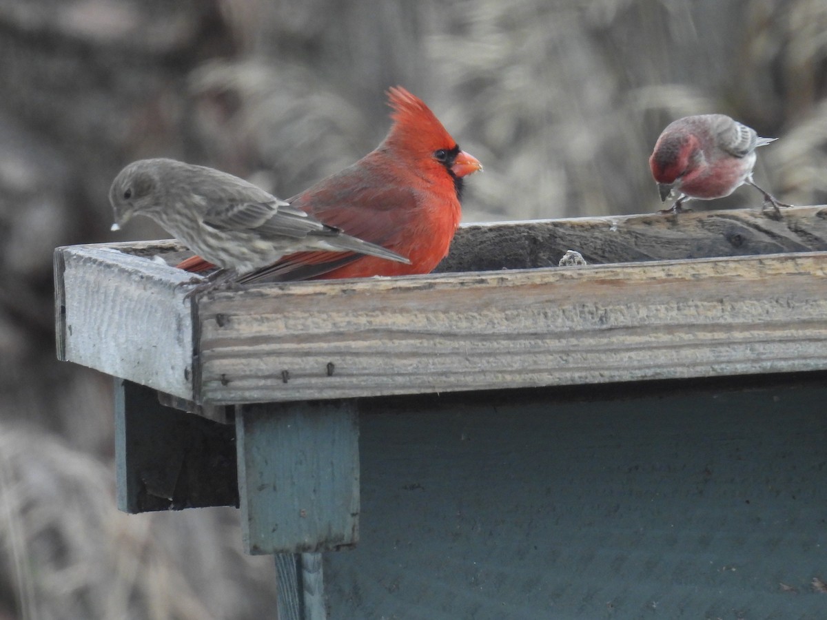 Hausgimpel - ML645166837