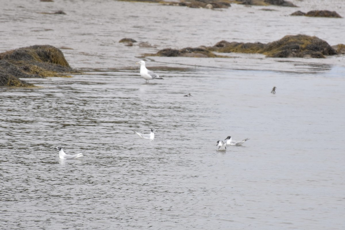 Gabbiano di Bonaparte - ML645166840