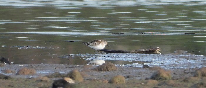 Little Stint - ML645166858