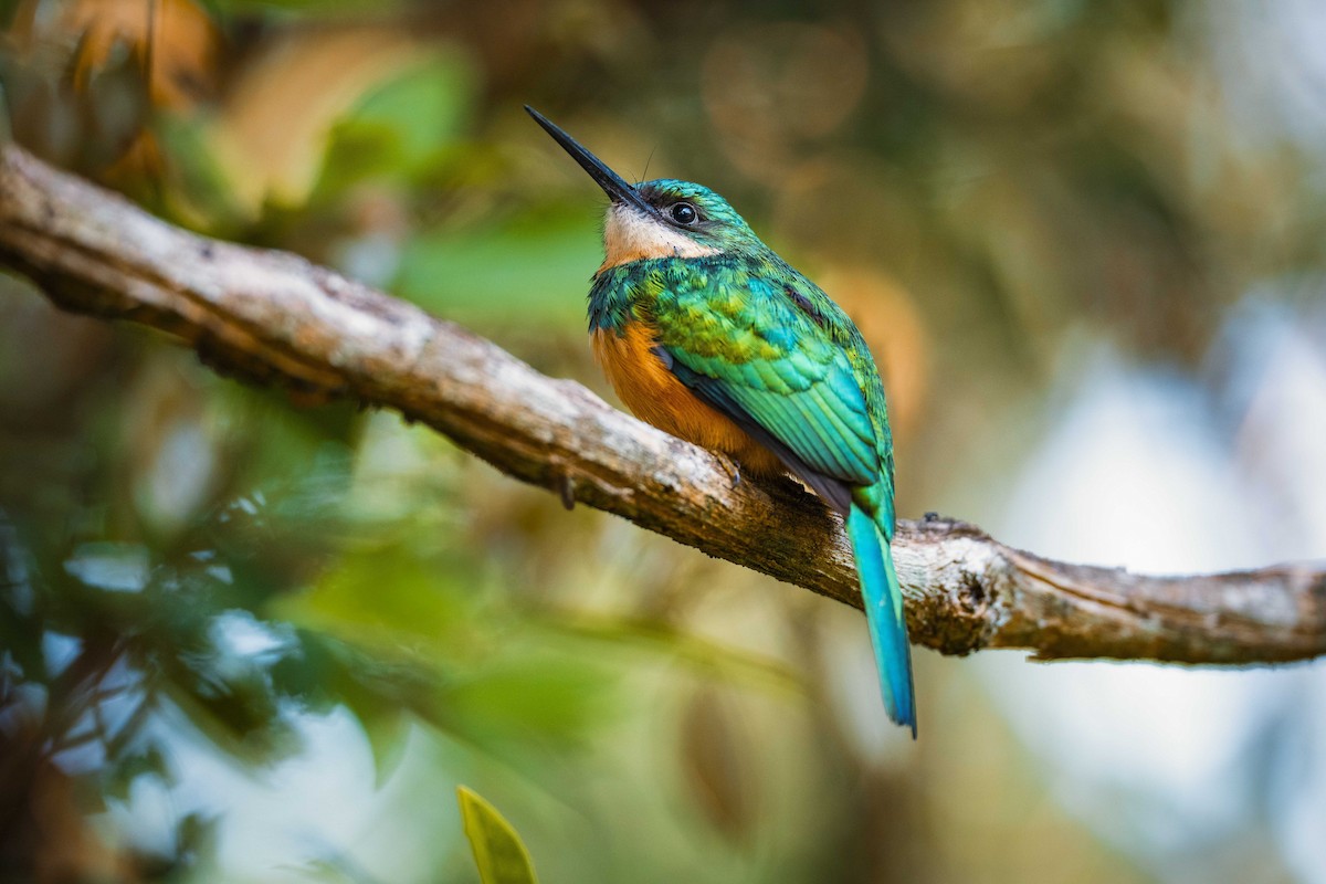 アカオキリハシ - ML645166862