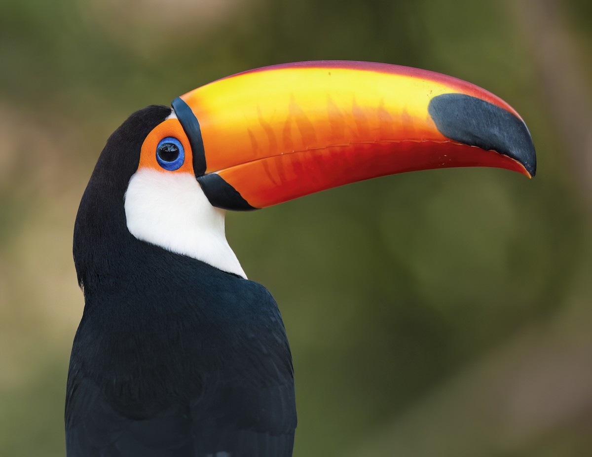 オニオオハシ - ML645166889