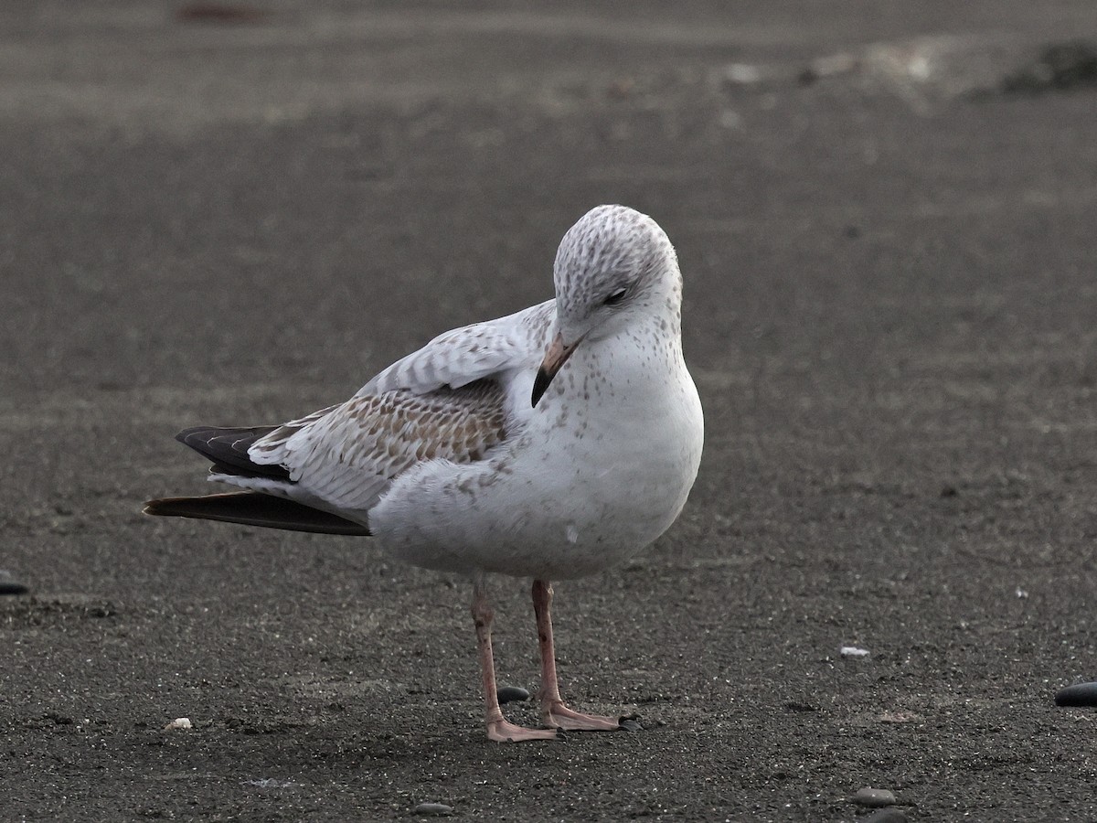 Ringschnabelmöwe - ML645166890