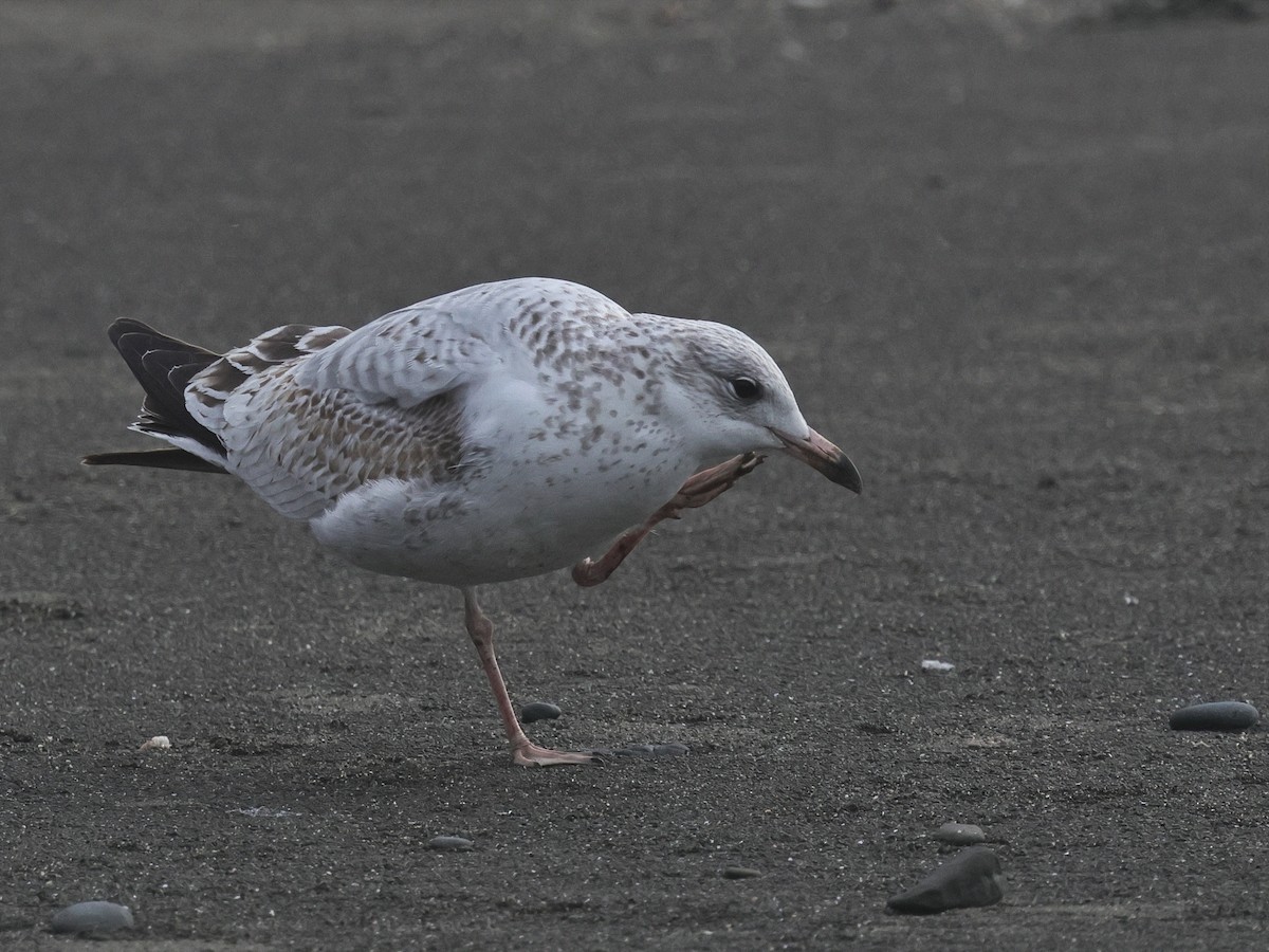 Ringschnabelmöwe - ML645166891