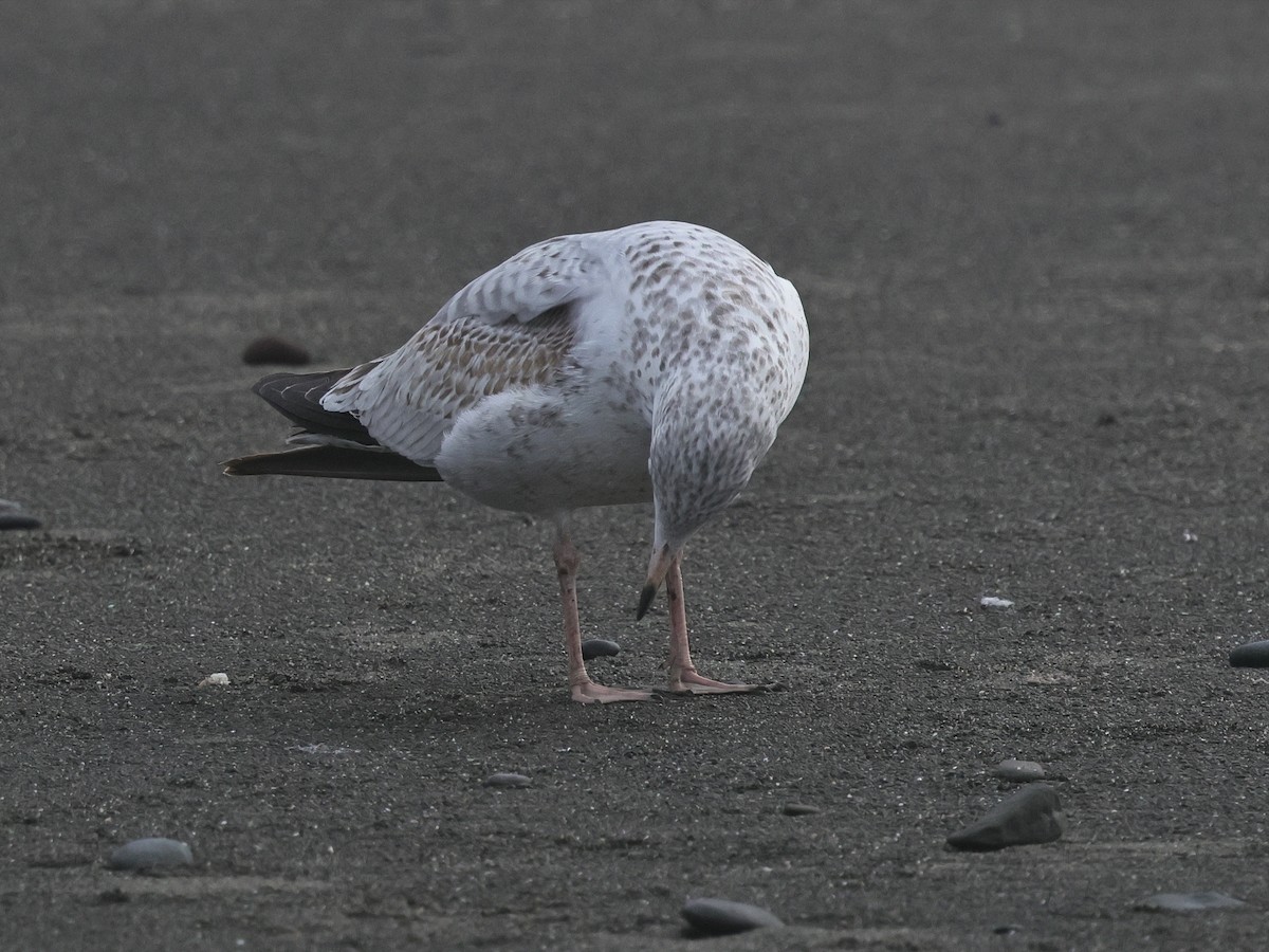 Ringschnabelmöwe - ML645166892