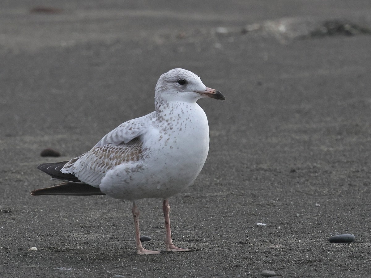 Ringschnabelmöwe - ML645166893