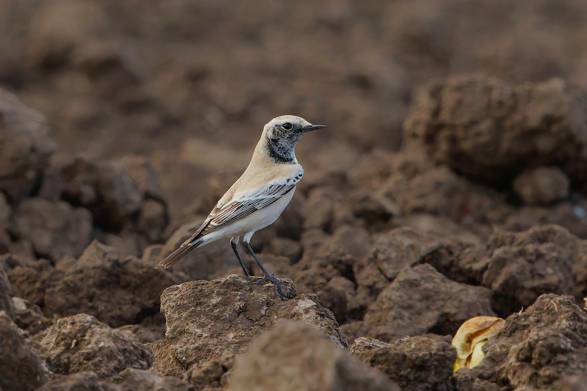 Desert Wheatear - ML645166914