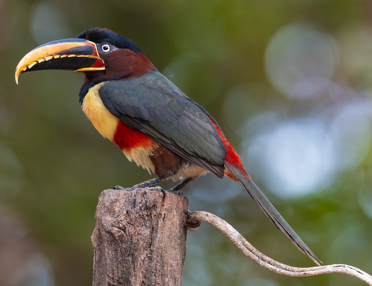 arassari hnědouchý - ML645166917