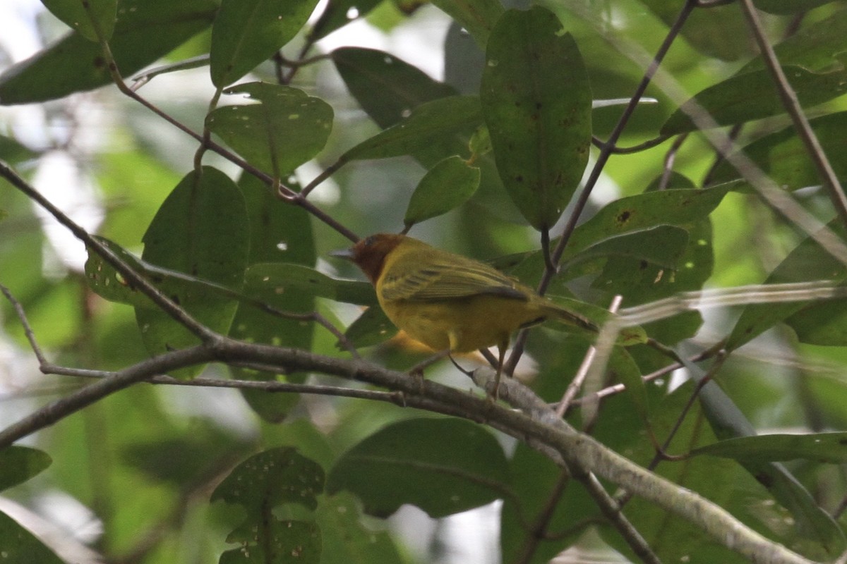Mangrove Yellow Warbler - ML645166918